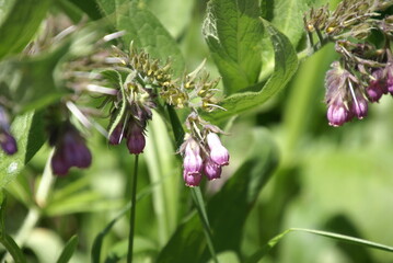 Echter Beinwell 467679072