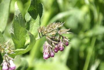 Echter Beinwell 467679075