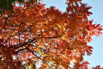 秋の始まり　紅葉