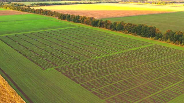 Winter wheat. Agrarian. Harvest. Aerial photography 4K.