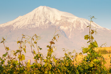 Vineyards on a fertile plain at the foot of mountain and volcano of Ararat and famous monastery of Khor Virap in the background at sunset
