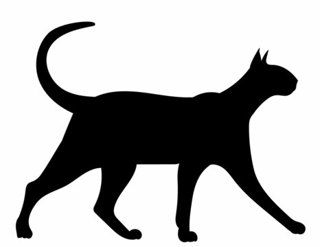 cat black silhouette, isolated, vector on white background