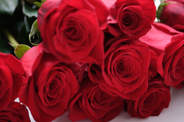 Red rose buds close-up, beautiful fresh flowers