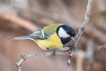 Cute bird Great tit, songbird sitting on a branch without leaves in the autumn or winter.