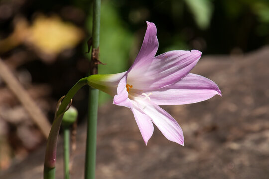 Sydney Australia, pale pink flower of a brunsvigia bulb