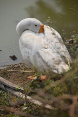 white headed gull