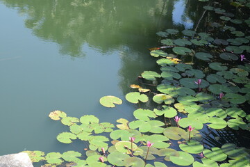 pond with flowers