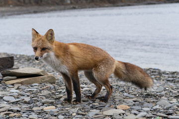a red fox on a rocky shore