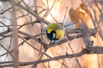 Cute bird Great tit, songbird sitting on a branch without leaves in the autumn or winter.