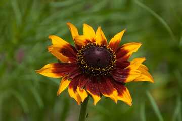 Sydney Australia, flower of a dwarf sunflower with blurred background