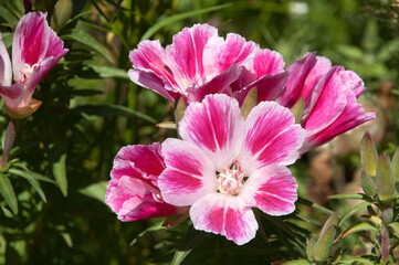 Sydney Australia, multi-colored flowers of a godetia amoena plant