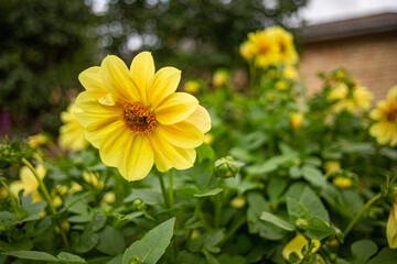 Bee on a yellow-orange dahlia in the sunlight