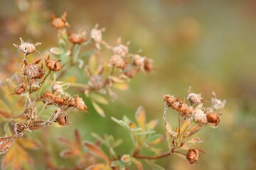 Hardhack overblown brown flowers hoarfrosted, autumn garden background with bokeh space for text.