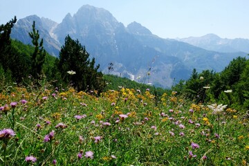 Beautiful mountain view with meadow with flowers on trail from Theth Valley to Valbona Valley in Albanian Alps. It is one of the most beautiful high mountain trails.