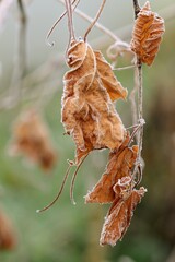 Vine autumn dry , brown and hoarfrosted leaves on bokeh garden background.