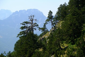 Beautiful mountain view with pines on trail from Theth Valley to Valbona Valley in Albanian Alps....