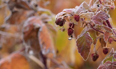 Raspberries rotten and frozen fruits with dead insect in autumn garden, autumn plants.