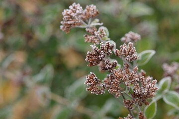 Origanum overblown and hoarfrosted flowers, oregano in autumn garden, background with space for text.