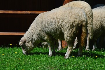 Domesticated sheeps, latin name Ovis Aries, possibly of Merino or Swiss White Alpine breed, eating grass at wooden fence, summer daylight sunshine. 