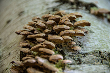 Сlose up of mushrooms