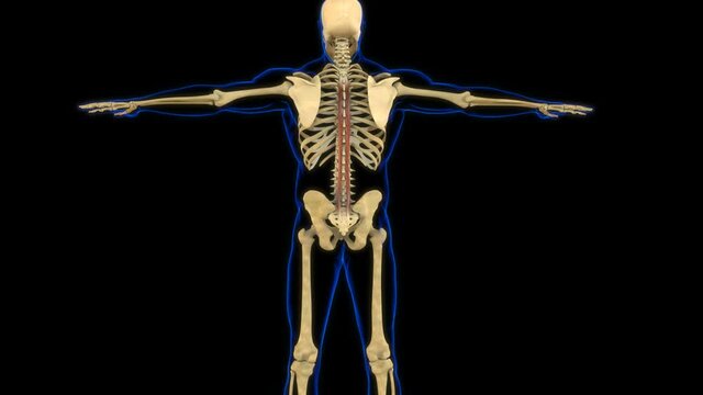 Spinalis Muscle Anatomy For Medical Concept 3D Animation