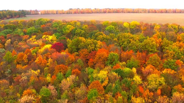 Autumn landscape. Arboretum them. Dokuchaev. 4K aerial photography.
