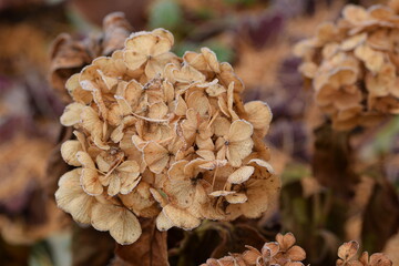Hoarfrosted hortensia flowers in autumn garden, autumn hydrangea flowers background.