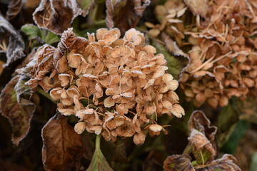 Hoarfrosted hortensia flowers in autumn garden, autumn hydrangea flowers background.