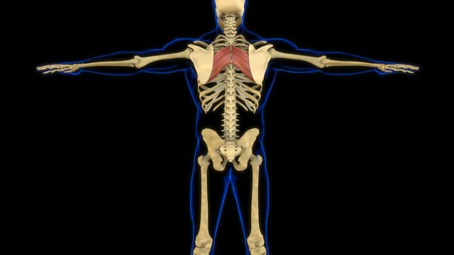Rhomboid Major Muscle Anatomy For Medical Concept 3D Animation