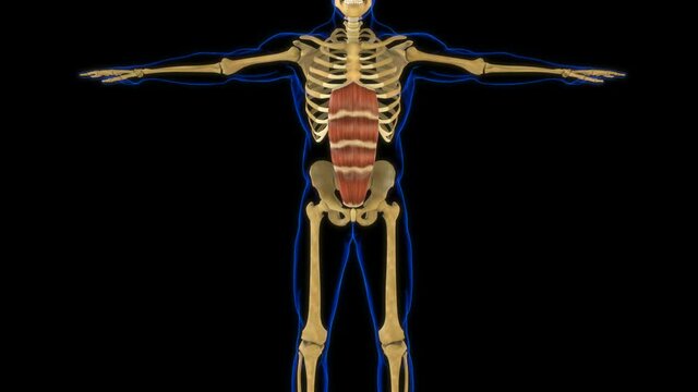 Rectus Abdominis Muscle Anatomy For Medical Concept 3D Animation