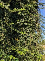 ivy on the wall