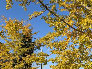 yellow maple leaves