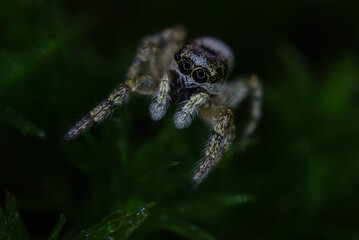 Gros plan entier d'une araignée sauteuse salticidae qui nous regarde avec ses grands yeux et on...