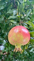 pomegranate on tree