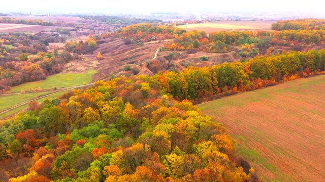Autumn landscape. Arboretum them. Dokuchaev. 4K aerial photography.