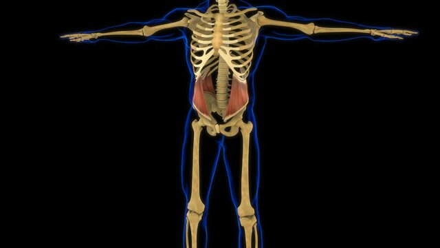 Internal Oblique Anatomy For Medical Concept 3D Animation