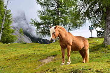 Horse in the Austrian alps