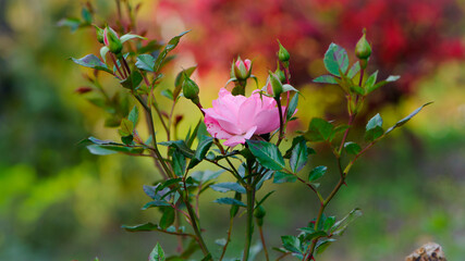 Beautiful pink rose in a garden. beautiful delicate flower. autumn flower bed. rose bush blooms in the autumn garden. autumn season. the concept of romance, love, gardening. close-up