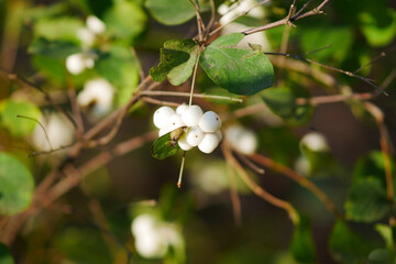 Buch snowberry autumn. Symphoricarpos. Caprifoliaceae Family