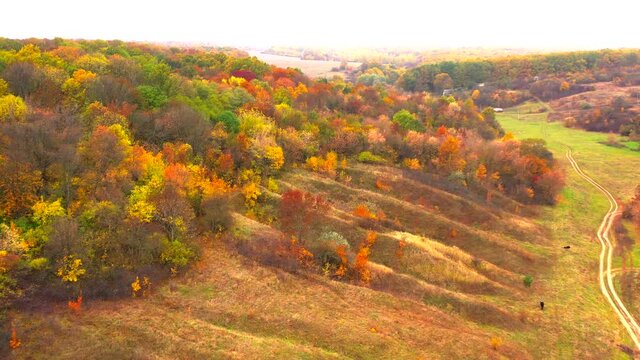 Autumn landscape. Arboretum them. Dokuchaev. 4K aerial photography.