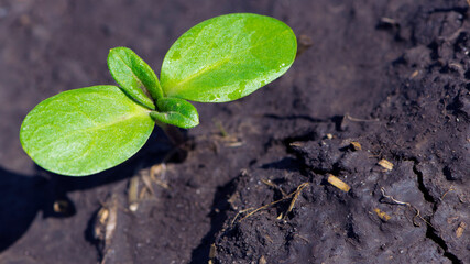 sunflower sprout, green leaves, closeup. giving life, a small green sprout in the ground. soil with...