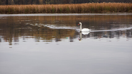 Swan. bird on the water. white swan swims in a lake. big beautiful swan floats on the river on a beautiful autumn, sunny day. wild bird, natural background. space for text