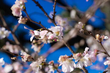 japan, tokyo, flowers of october sakura close shooting on a clear sky day