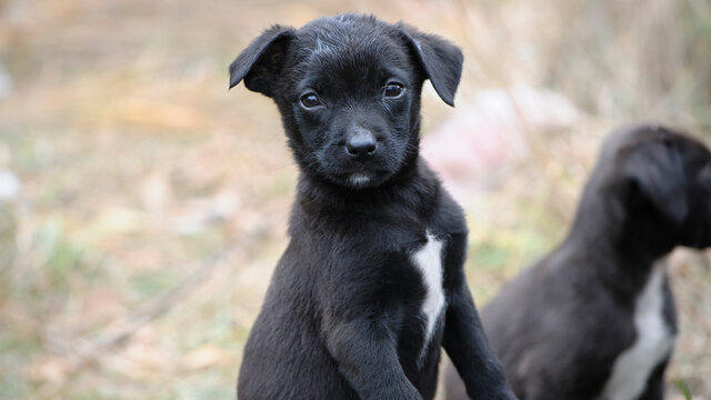 a series of photos with a homeless puppy. little dog. home animal. pet care. black homeless puppy. Cute puppy in black and white with sad look. veterinary, homeless animal problem, hungry puppy