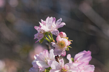 japan, tokyo, flowers of october sakura close shooting on a clear sky day