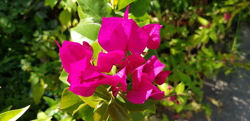 magenta flowers