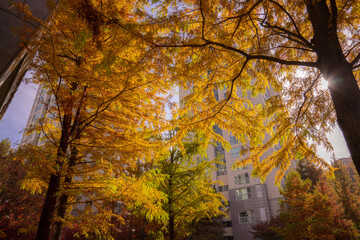 autumn in the Korea apartment