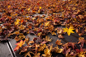 autumn leaves on the ground