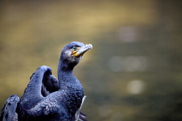 Cormorant