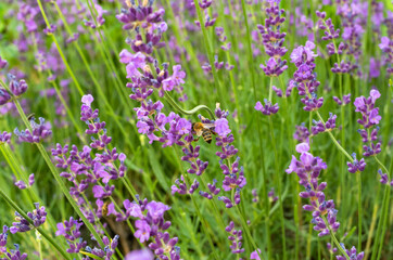 Obraz premium Close-up of a bee in lavender flowers